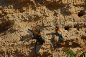 Bee-eater.